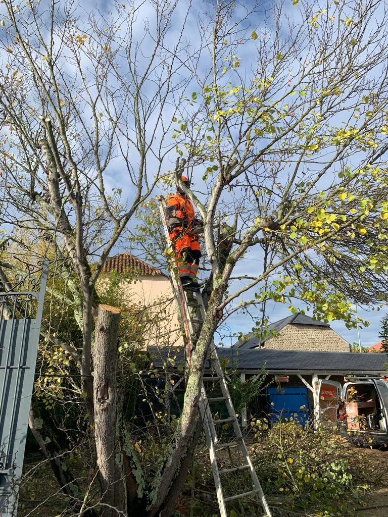 Elagage d’un arbre de Judée à Tarbes Elagage d’un arbre de Judée à Tarbes