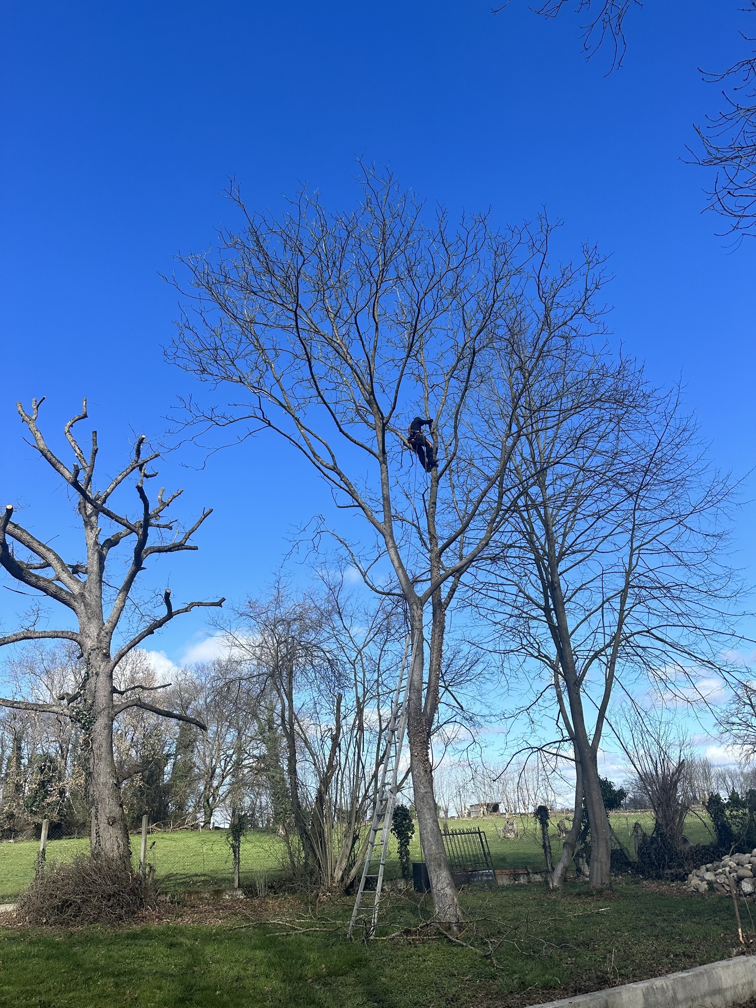 Elagage d'arbre à Juillan