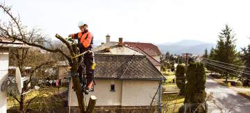 Élagage d'arbres hauts : intervention avec nacelle (65) Élagage d'arbres hauts : intervention avec nacelle (65)