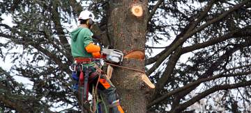 Quand élaguer un arbre ? Quand élaguer un arbre ?