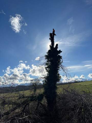 Élagage et abattage d’arbres à Barbazan-Debat Élagage et abattage d’arbres à Barbazan-Debat