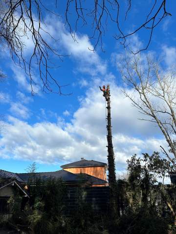 Abattage d'arbre par démontage près de Tarbes Abattage d'arbre par démontage près de Tarbes