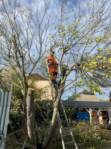 Elagage d’un arbre de Judée à Tarbes Elagage d’un arbre de Judée à Tarbes