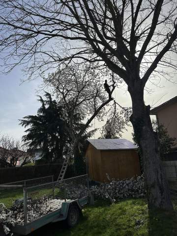 Élagage d’un cerisier à aureilhan 65 Élagage d’un cerisier à aureilhan 65