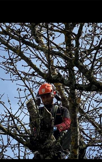 Élagage d’arbres à proximité de Tarbes Élagage d’arbres à proximité de Tarbes