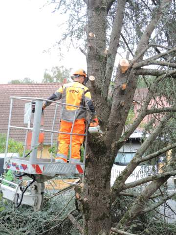 Intervention, élagage et abattage d'arbres à proximité de Tarbes Intervention, élagage et abattage d'arbres à proximité de Tarbes