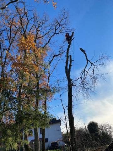 Abattage d’arbre dans les Hautes-Pyrénées département 65 Abattage d’arbre dans les Hautes-Pyrénées département 65