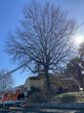 Intervention d'élagage à Orleix à proximité de Tarbes dans les Hautes-Pyrénées Intervention d'élagage à Orleix à proximité de Tarbes dans les Hautes-Pyrénées