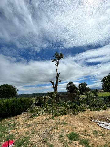 Abattage d'arbres à Mascaras dans les Hautes-Pyrénées Abattage d'arbres à Mascaras dans les Hautes-Pyrénées