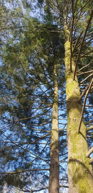 Aération des arbres dans la région de Tarbes Aération des arbres dans la région de Tarbes