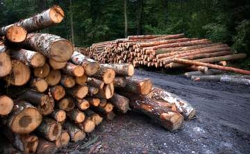 Découpe et évacuation d'arbre en Hautes-Pyrénées Découpe et évacuation d'arbre en Hautes-Pyrénées