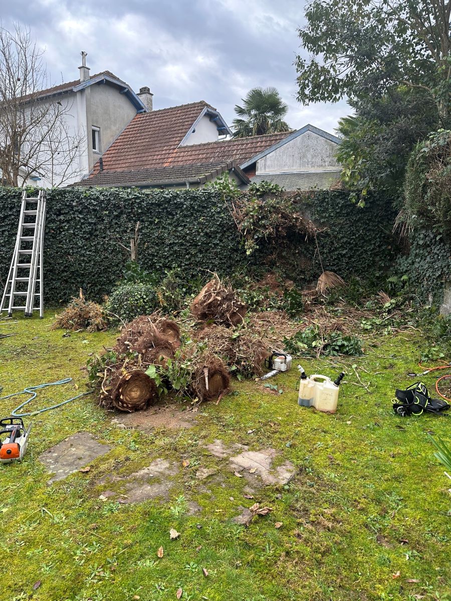 Abattage d'arbres à Pau