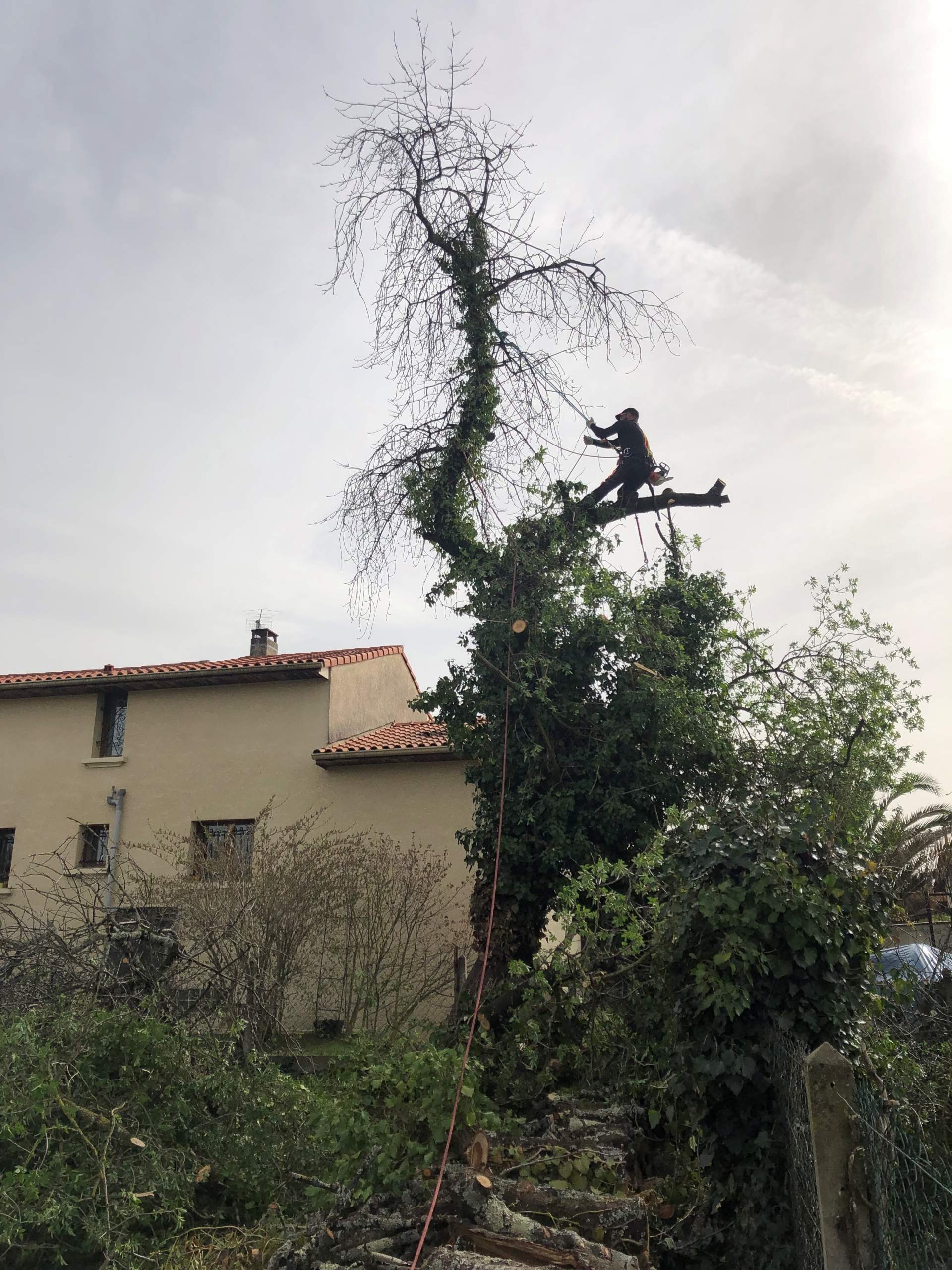 Abattage de cerisier à Tarbes dans les Hautes-Pyrénées 65