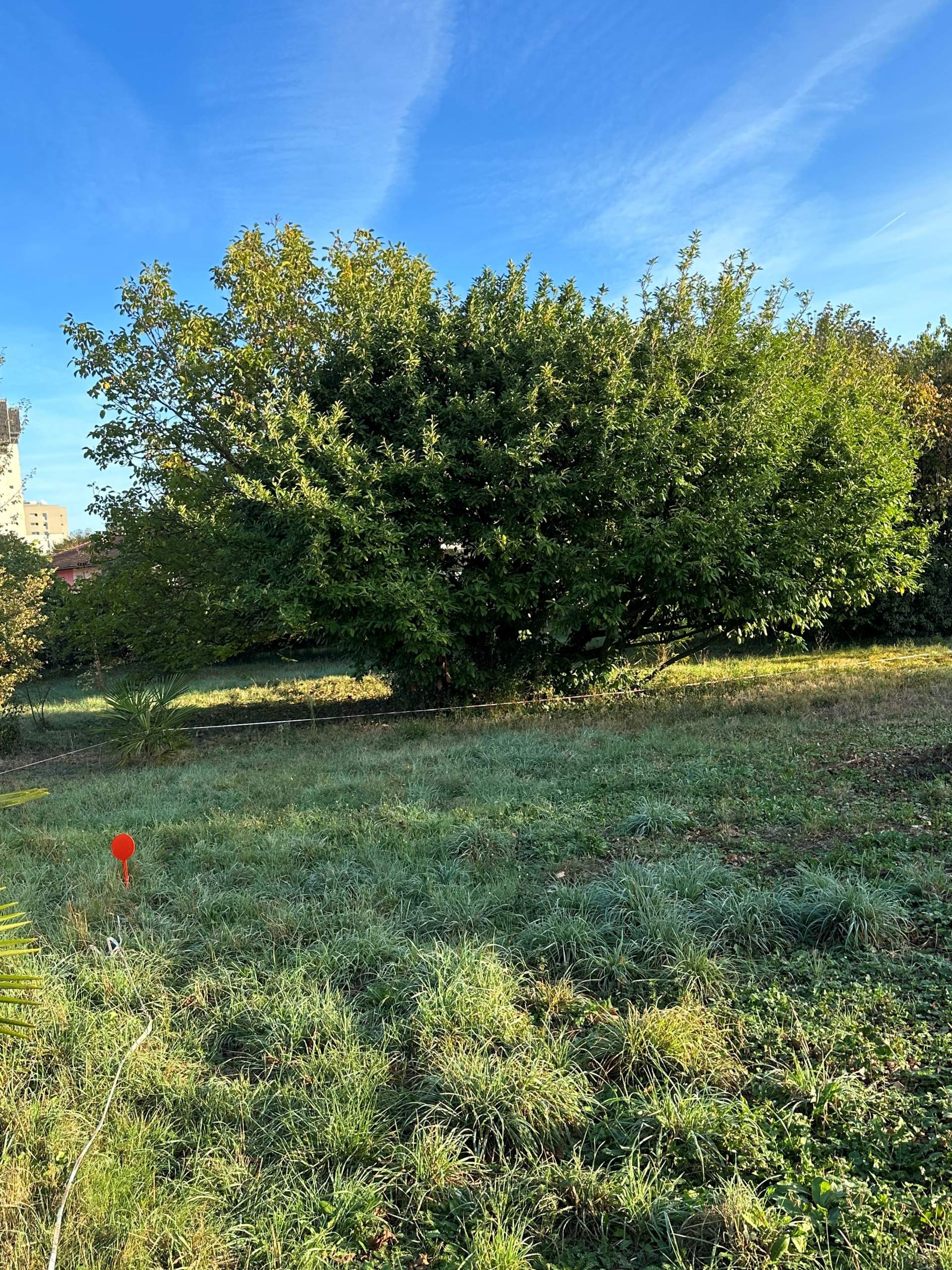 Abattage d'arbres et évacuation de déchets verts à Tarbes