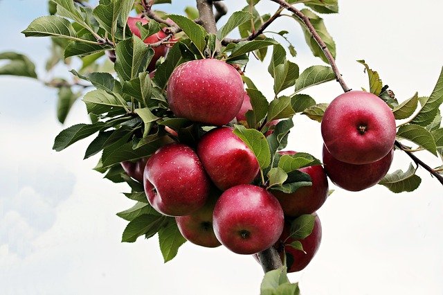 Taille d’arbre fruitier en Hautes-Pyrenees