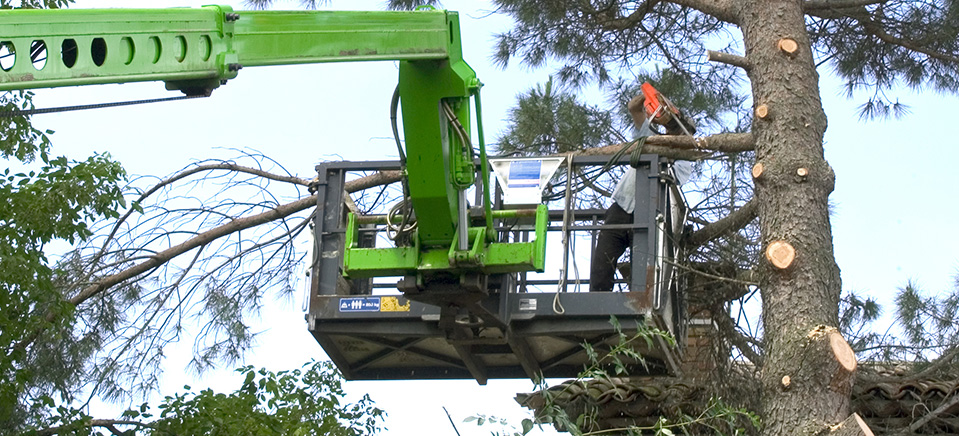 Intervention nacelle pour un arbre dans la région de Tarbes