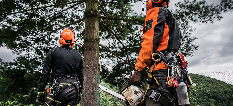 Élagage arbre dangereux : un service près de Tarbes Élagage arbre dangereux : un service près de Tarbes