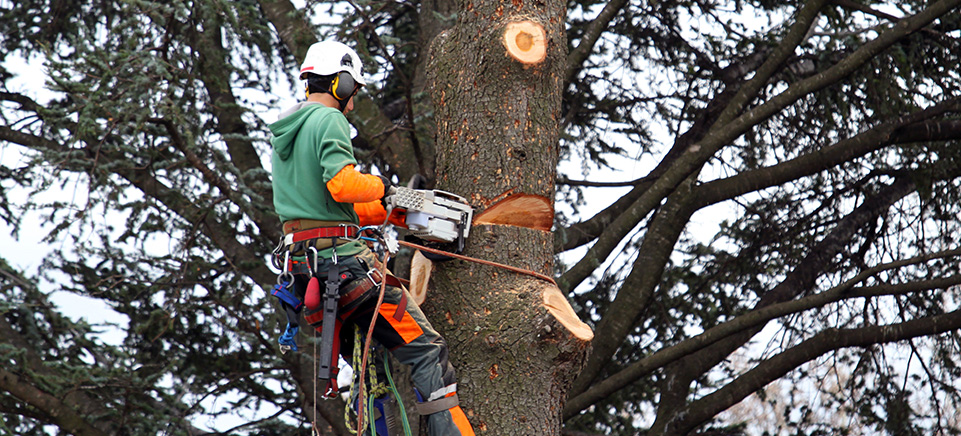 Quand élaguer un arbre ?