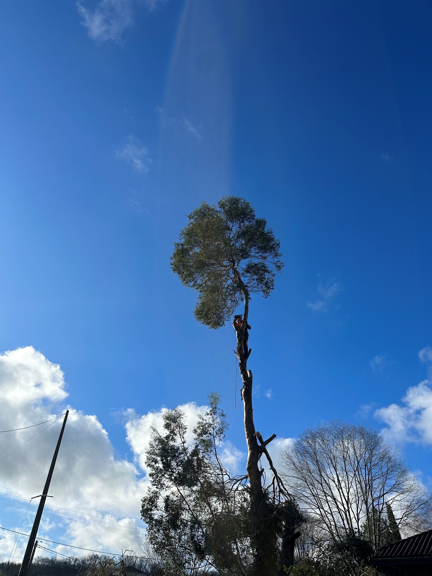 Abattage d’un eucalyptus à Marseillan (65350) à proximité de Tarbes