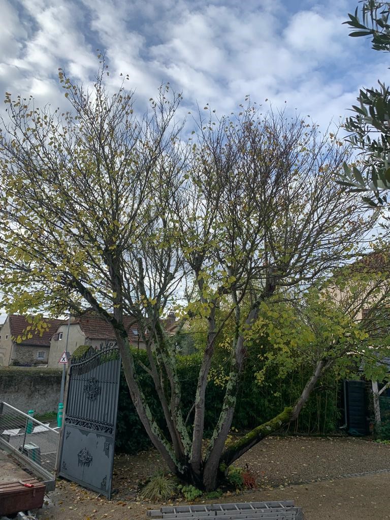 Elagage d’un arbre de Judée à Tarbes