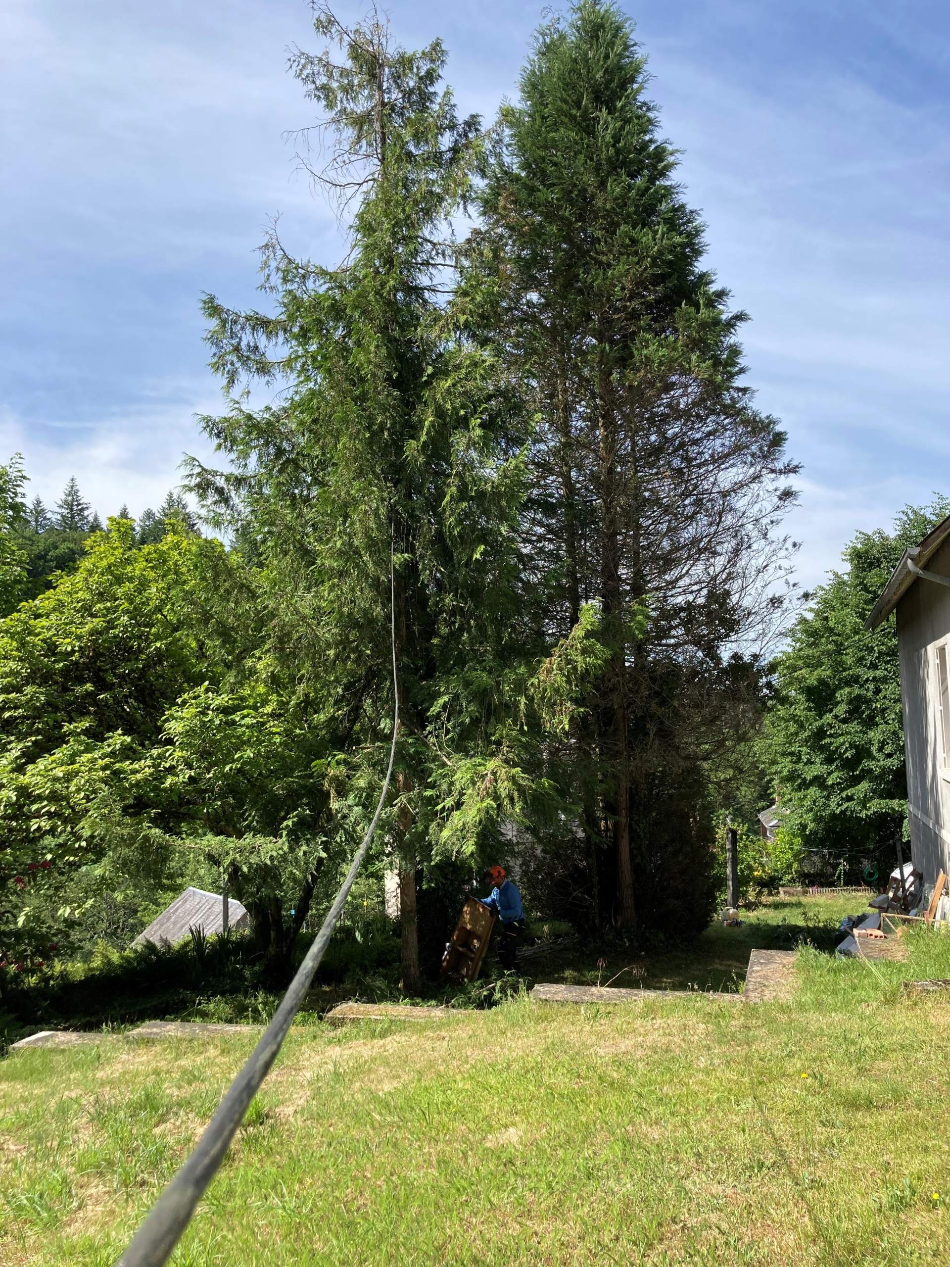 Intervention d'abattage d’arbres à Tarbes