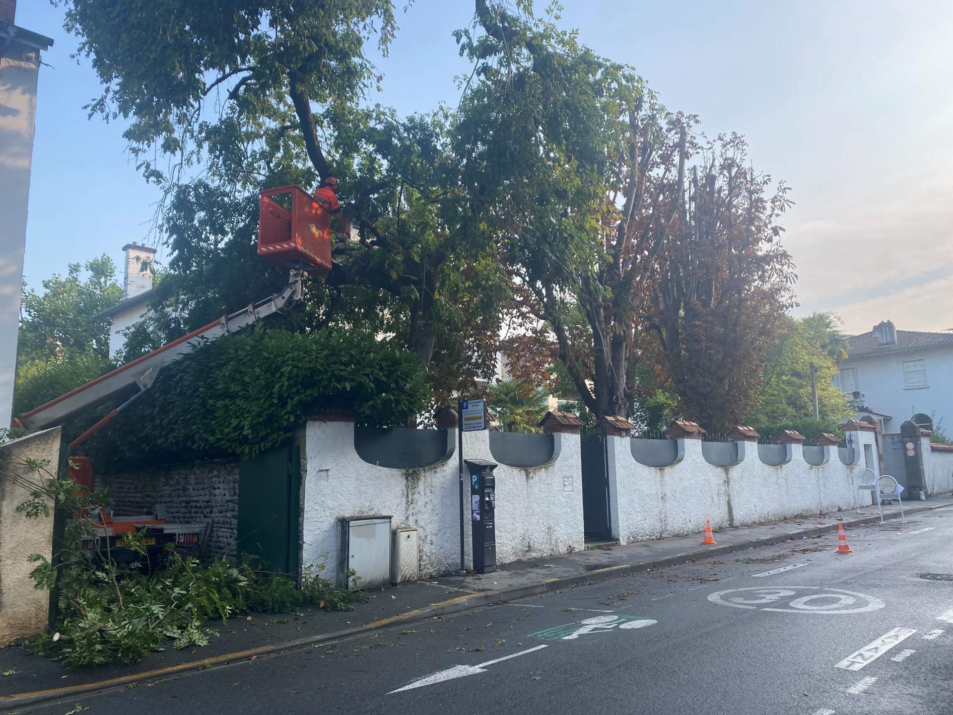 Intervention d'élagage d'arbres à Pau