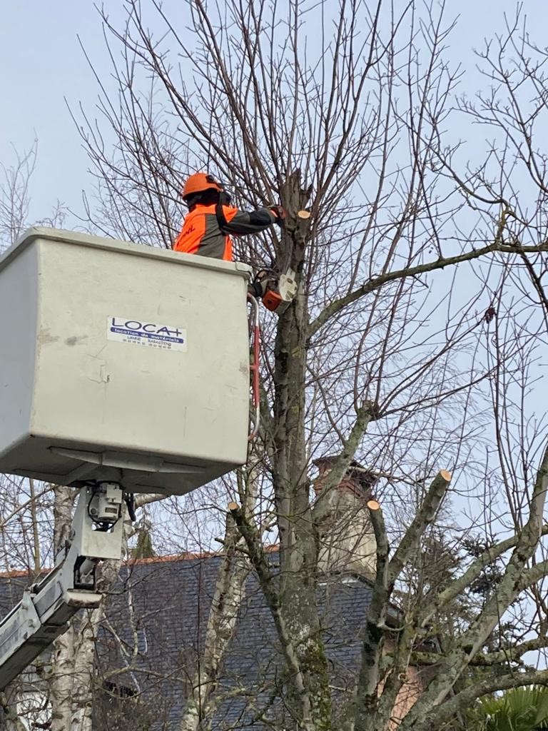 Intervention avec nacelle : élagage d’arbres dans les Hautes Pyrénées 