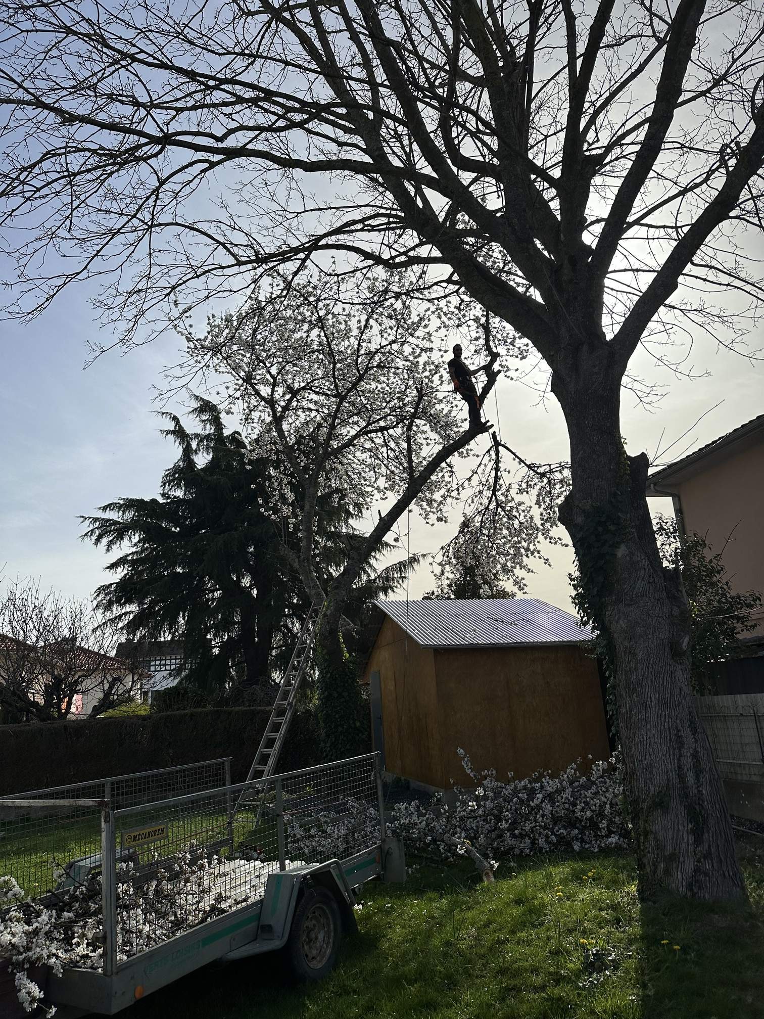 Élagage d’un cerisier à aureilhan 65 Élagage d’un cerisier à aureilhan 65