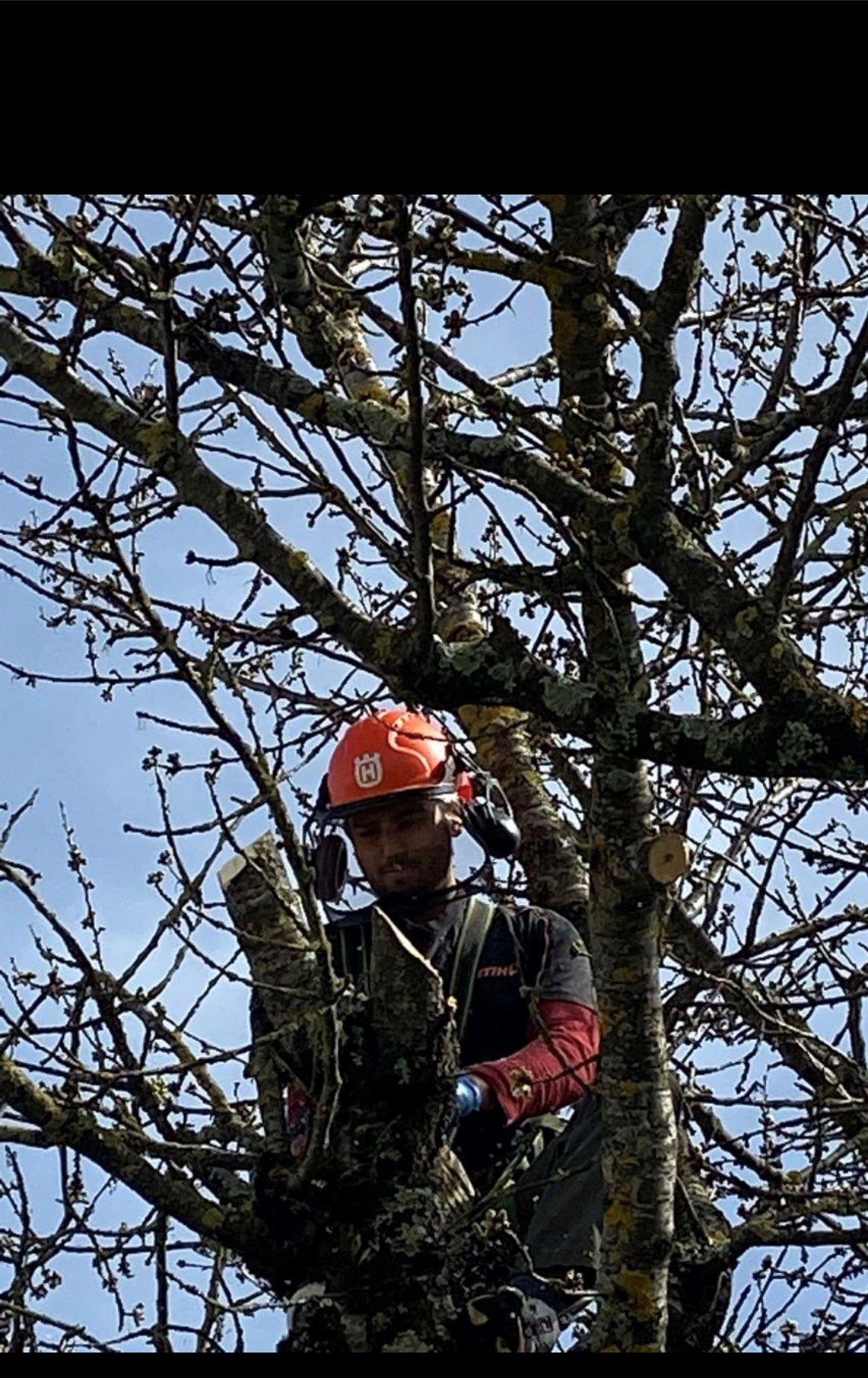 Élagage d’arbres à proximité de Tarbes Élagage d’arbres à proximité de Tarbes