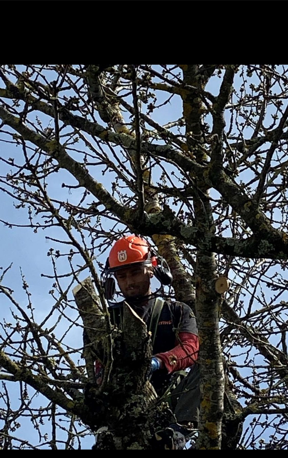 Élagage d’arbres à proximité de Tarbes 