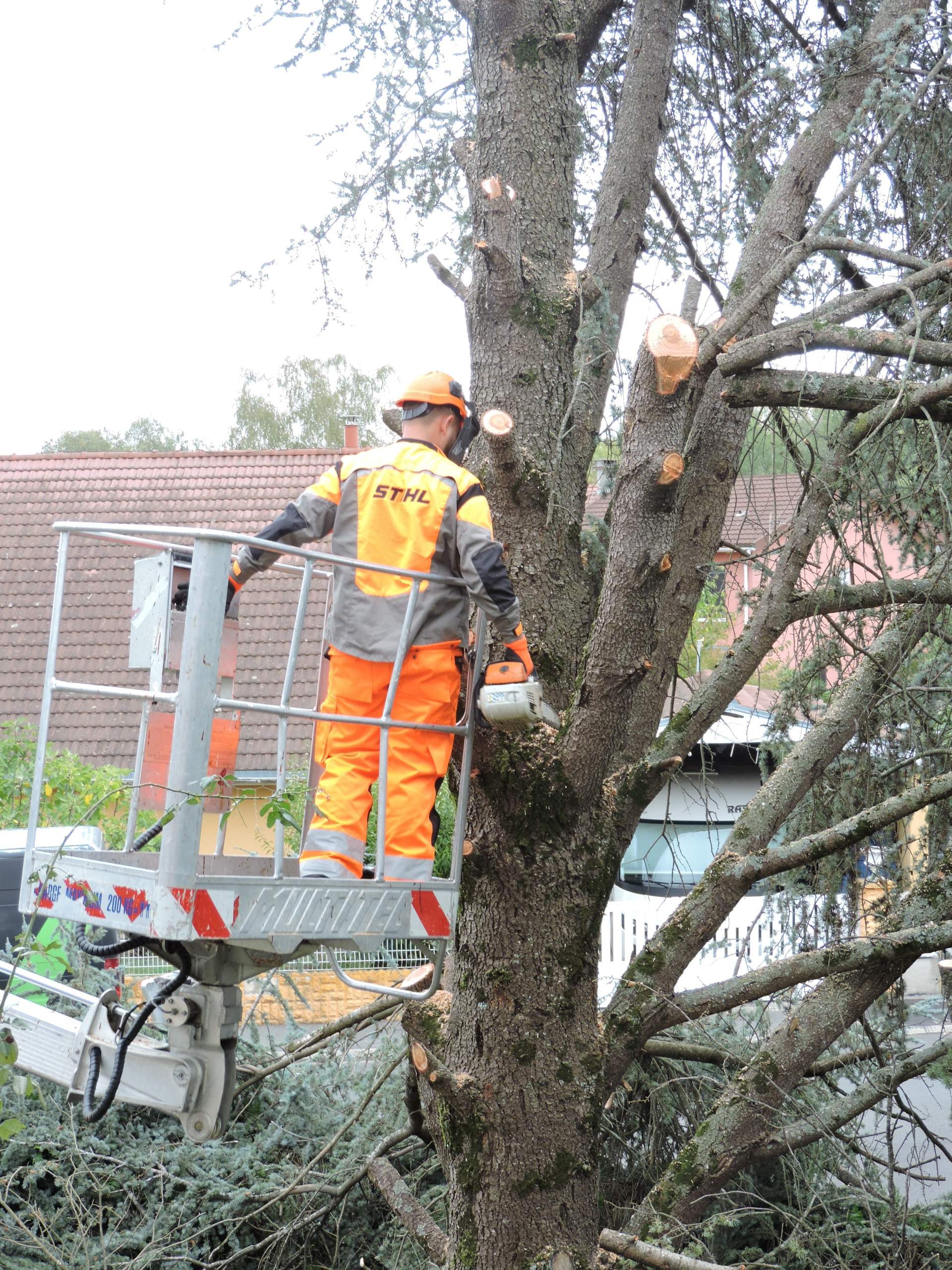 Intervention, élagage et abattage d'arbres à proximité de Tarbes