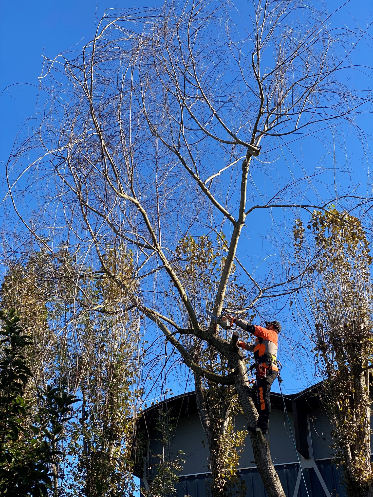 Elagage d'arbre à Odos à proximité de Tarbes