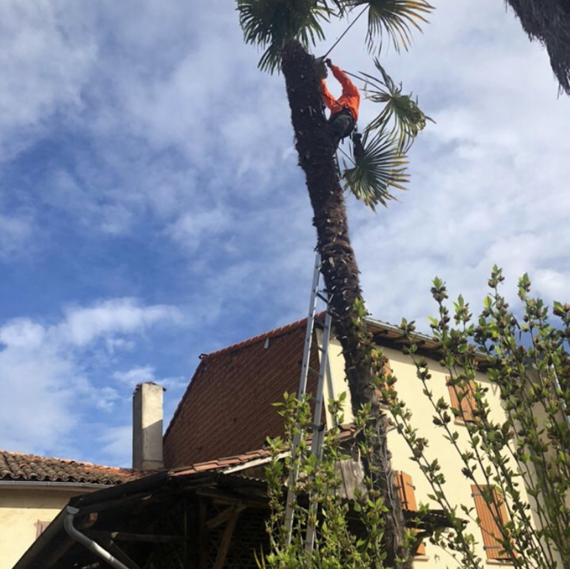 Entretien d'un palmier près de Tarbes