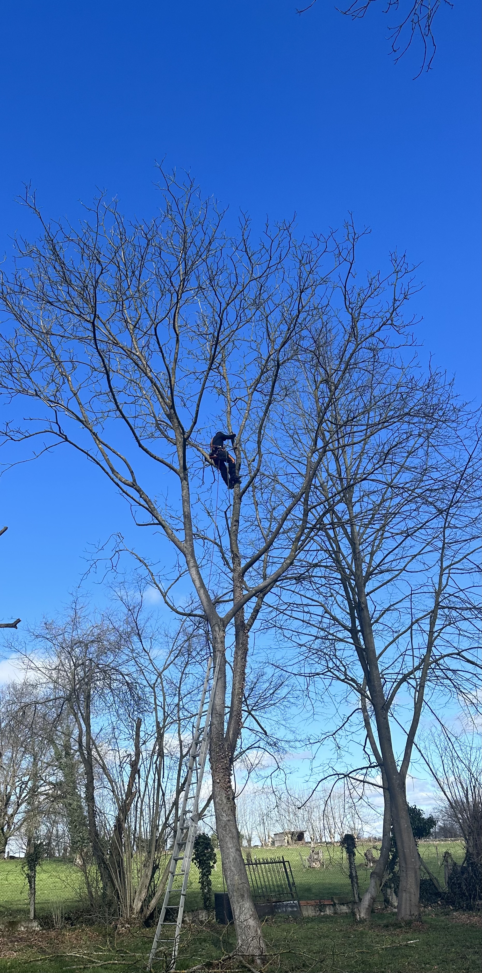 Intervention d'élagage d'un arbre à Juillan dans les Hautes-Pyrénées