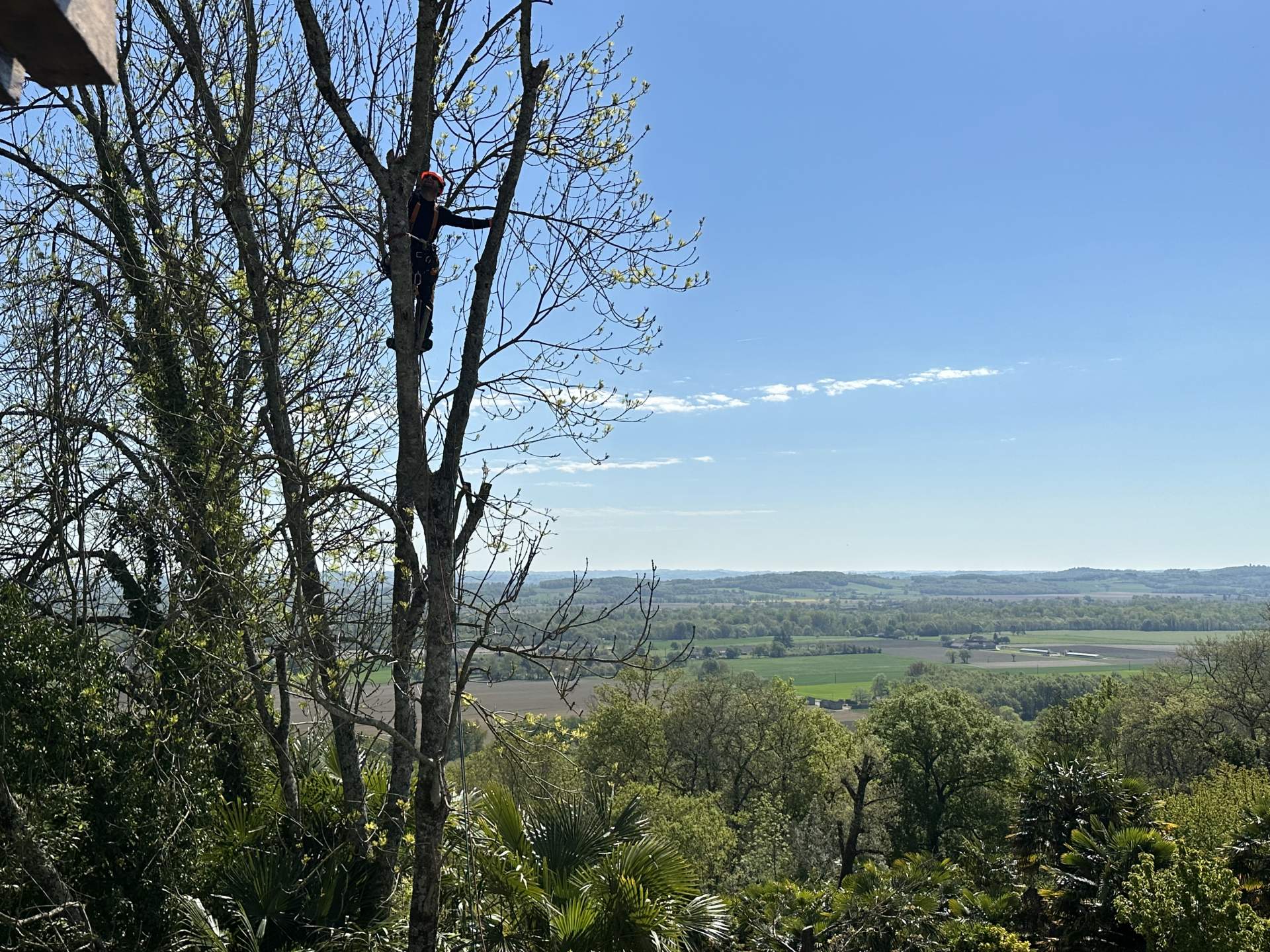 Intervention d'élagage à Castelnau rivière basse, 65700 Hautes-Pyrénées