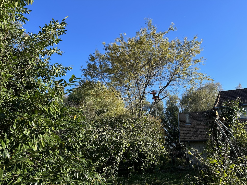 Intervention, élagage d’arbres - Arcizac Adour