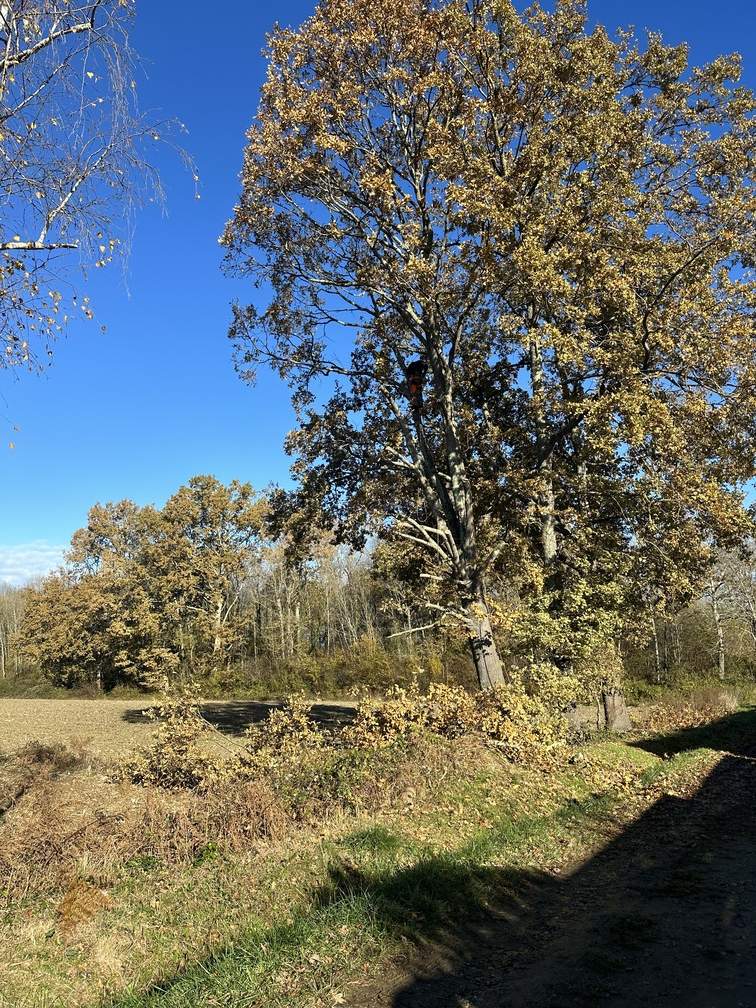 Intervention d' élagage d'arbres à Odos 