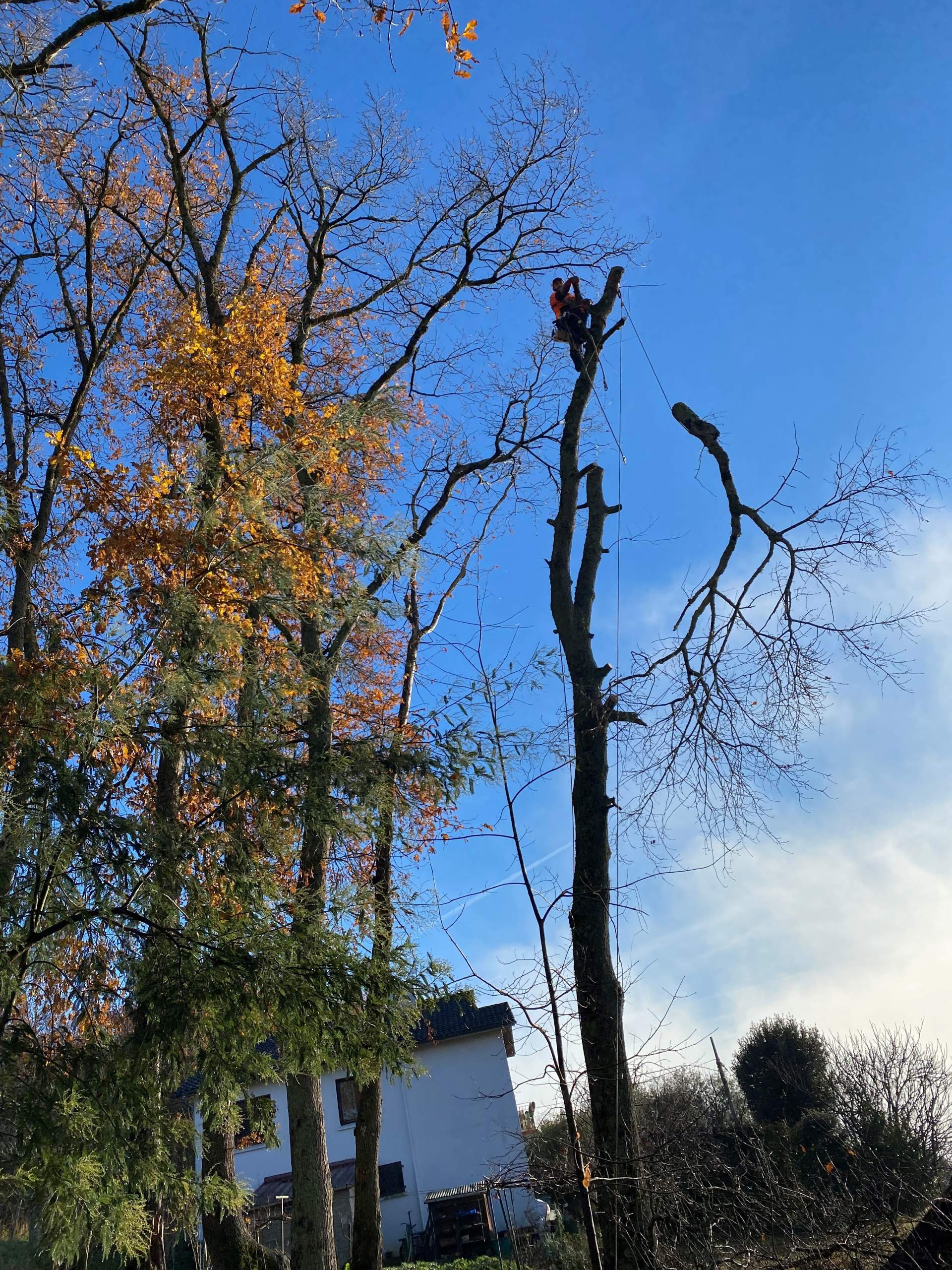 Abattage d’arbre dans les Hautes-Pyrénées département 65