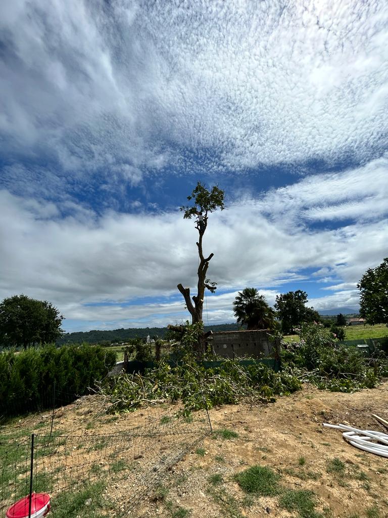 Abattage d'arbres à Mascaras dans les Hautes-Pyrénées