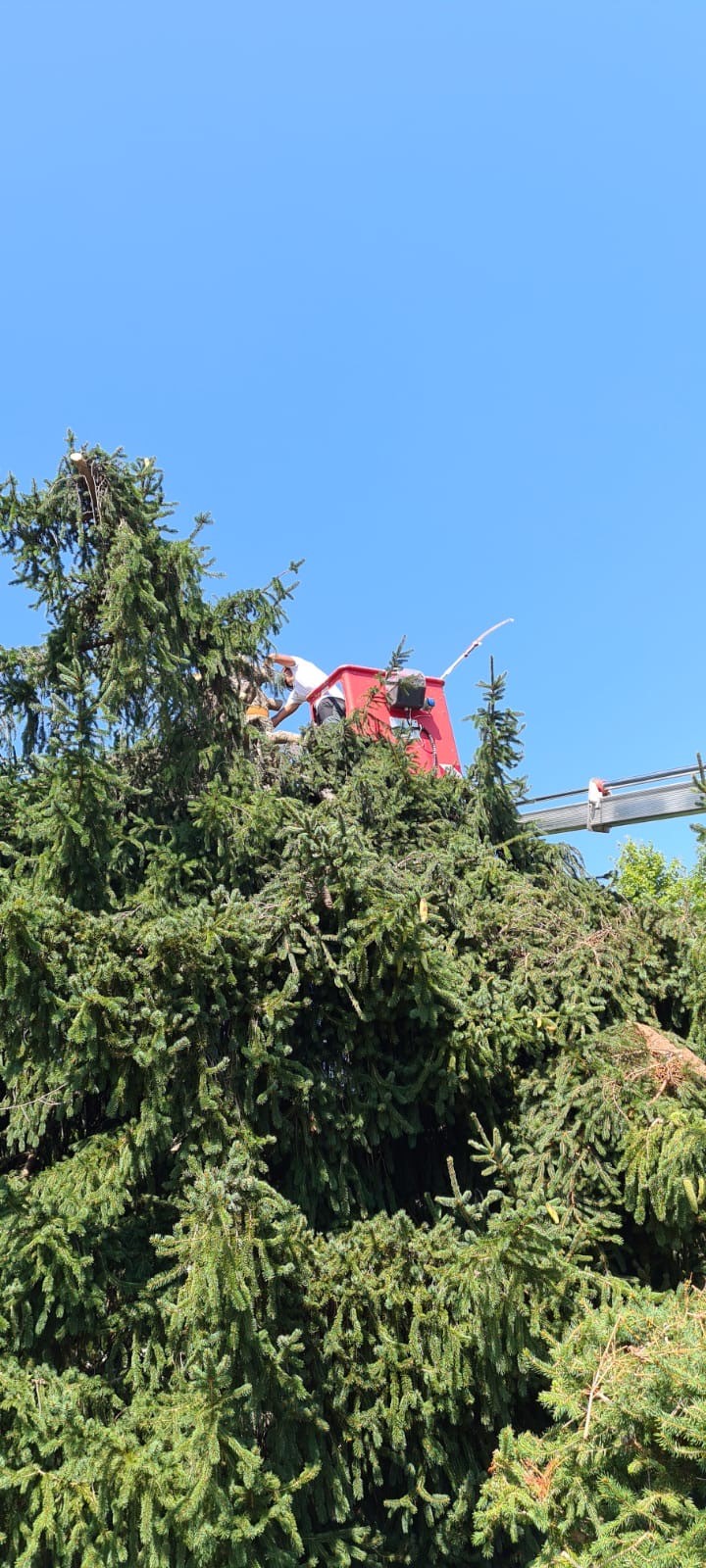 Intervention d'élagage à proximité de Tarbes dans les Hautes-Pyrénées Intervention d'élagage à proximité de Tarbes dans les Hautes-Pyrénées