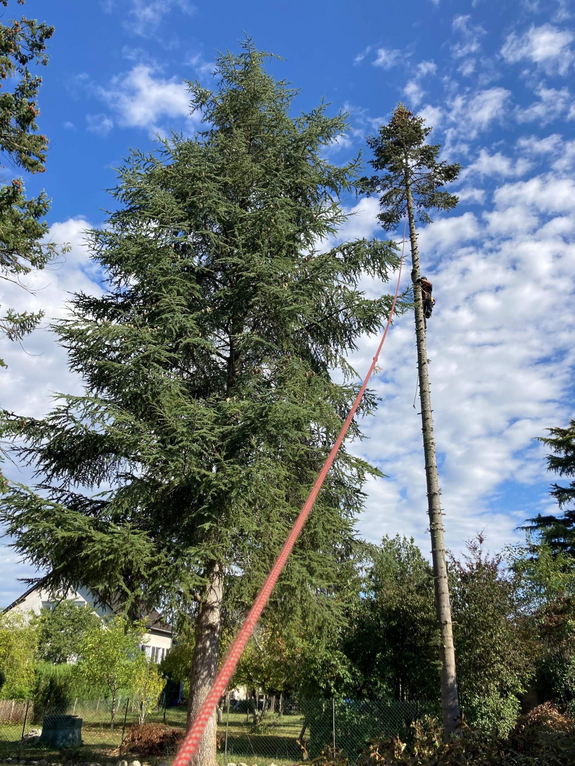 Elagage et abattage de sapin près de Tarbes