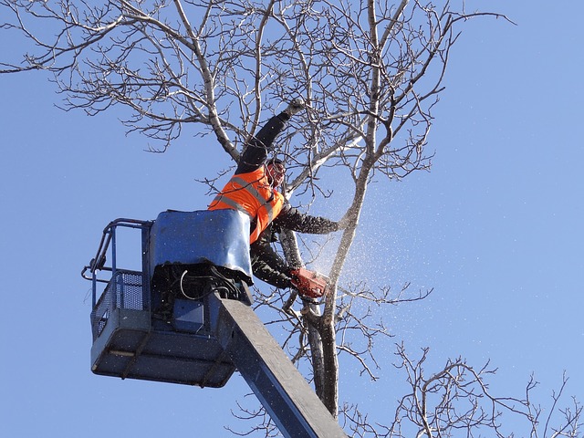 Abattage d'arbre dangereux près de Lourdes