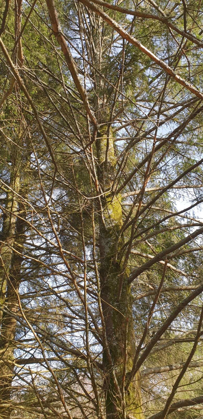 Aération des arbres dans la région de Tarbes Aération des arbres dans la région de Tarbes