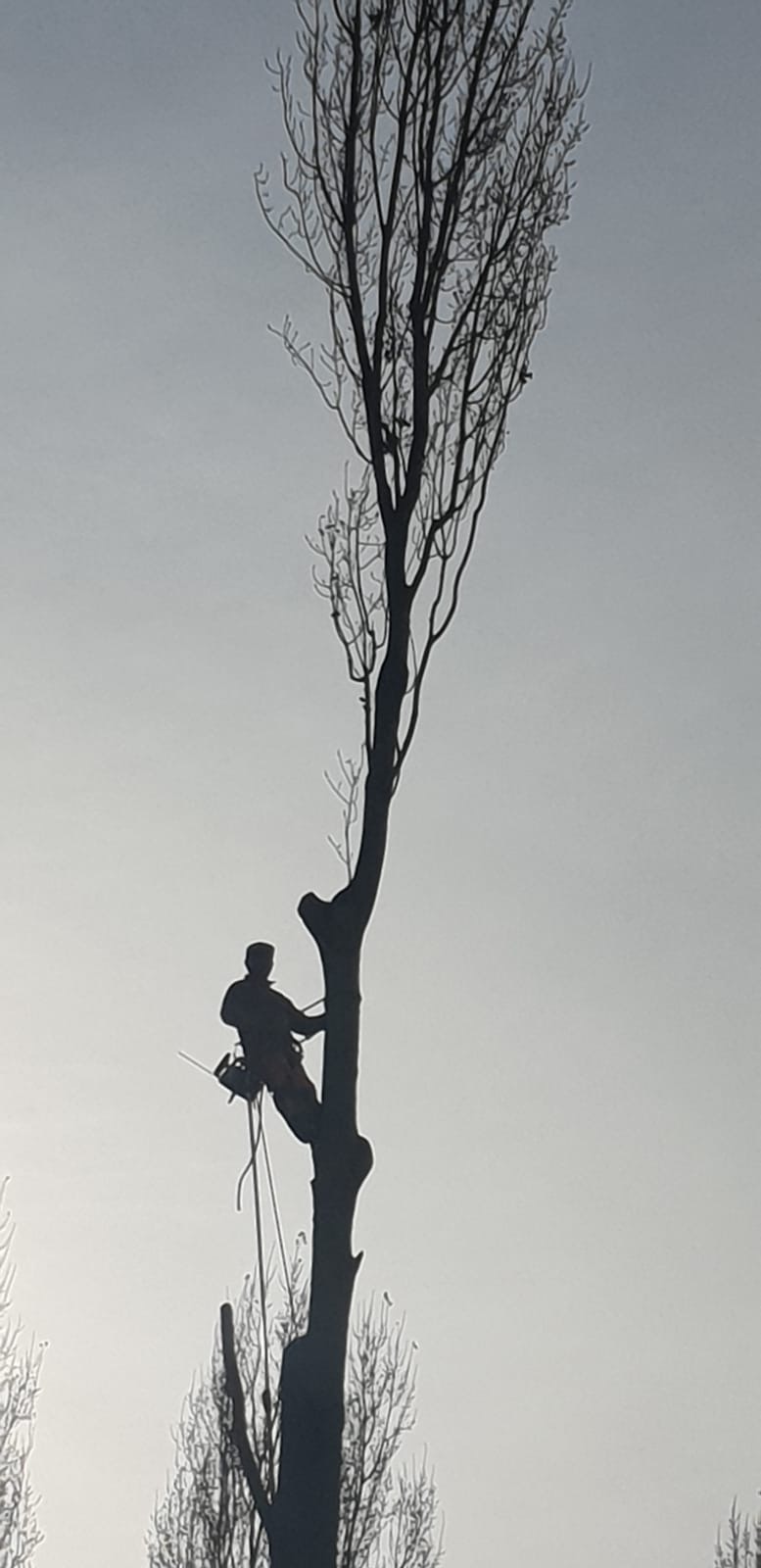 Élagage d'arbres hauts : intervention avec nacelle (65) Élagage d'arbres hauts : intervention avec nacelle (65)