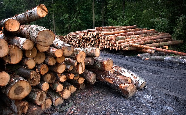 Découpe et évacuation d'arbre en Hautes-Pyrénées