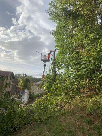 Abattage d'arbres près de Capvern