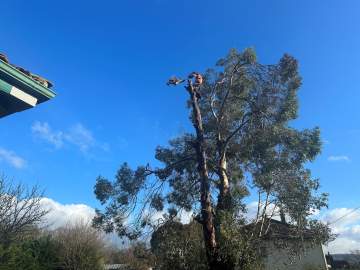 Abattage d’un eucalyptus à Marseillan (65350) à proximité de Tarbes