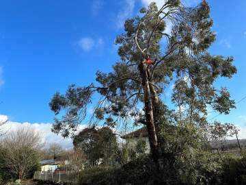 Abattage d’un eucalyptus à Marseillan (65350) à proximité de Tarbes