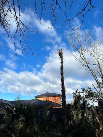 Abattage d'arbre par démontage près de Tarbes