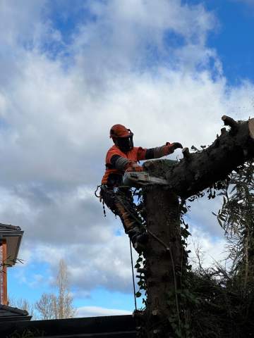 Abattage d'arbre par démontage près de Tarbes